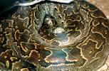 African Rock Python, Python sebae, Pythonidae, Constrictor