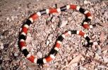 Sonoran Coralsnake, Coral Snake, (Micruroides euryxanthus), ARSV04P01_04