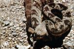 Rattlesnake, Pitviper, Venomous, Poisonous, Viper, Viperidae, ARSV04P01_09