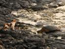 A cat and a turtle, rocks, water, Hawaii, ARTD01_004
