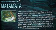 Mata Mata, Matamata, (Chelus fimbriatus), Pleurodira, Chelidae, Chelus, ARTD01_010