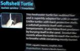 Spiney Softshell Turtle, (Apalone spiniferus), Trionychidae, ARTD01_025