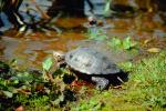 Turtle, Stow Lake, ARTV01P01_03.2467