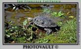 Turtle, Stow Lake, ARTV01P01_03