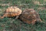 Tortoise Mating, ARTV01P01_08.1713