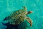 Tortoise Mating, ARTV01P01_09.2467
