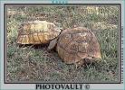 Tortoise Mating, ARTV01P01_09