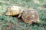 Tortoise Mating, ARTV01P01_10