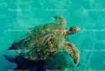 Olive Ridley Sea Turtle, (Lepidochelys olivacea), Cheloniidae, Caribbean Sea, ARTV01P01_11.2467