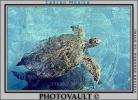 Olive Ridley Sea Turtle, (Lepidochelys olivacea), Cheloniidae, Caribbean Sea, ARTV01P01_11