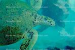 Olive Ridley Sea Turtle, (Lepidochelys olivacea), Cheloniidae, Caribbean Sea