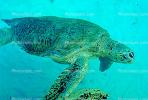 Olive Ridley Sea Turtle, (Lepidochelys olivacea), Cheloniidae, Caribbean Sea, ARTV01P01_13