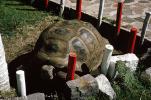 Tortoise, ARTV01P01_18