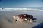 Olive Ridley Sea Turtle, (Lepidochelys olivacea), Cheloniidae, Australia