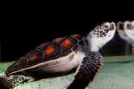 Hawksbill Sea Turtle, (Eretmochelys imbricata), Cheloniidae, ARTV01P02_08