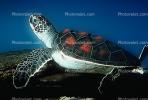 Hawksbill Sea Turtle, (Eretmochelys imbricata), Cheloniidae, ARTV01P02_09.1713