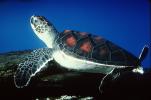 Hawksbill Sea Turtle, (Eretmochelys imbricata), Cheloniidae, ARTV01P02_09