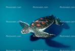 Hawksbill Sea Turtle, (Eretmochelys imbricata), Cheloniidae, ARTV01P02_10.1713
