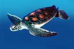 Hawksbill Sea Turtle, (Eretmochelys imbricata), Cheloniidae, ARTV01P02_10B