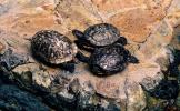 Turtles at the Old Academy of Sciences, ARTV01P02_13B