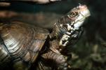 Box Turtle, (Terrapene carolina), Emydidae, ARTV01P02_16