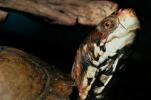 Box Turtle, (Terrapene carolina), Emydidae, ARTV01P02_17