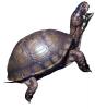 Box Turtle, (Terrapene carolina), Emydidae, photo-object, object, cut-out, cutout, ARTV01P02_19F