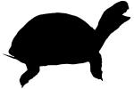 Box Turtle Silhouette, (Terrapene carolina), Emydidae, logo, shape, ARTV01P02_19M