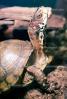Box Turtle, (Terrapene carolina), Emydidae, ARTV01P03_01