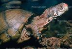 Box Turtle, (Terrapene carolina), Emydidae, ARTV01P03_02.1713