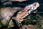Box Turtle, (Terrapene carolina), Emydidae, ARTV01P03_03