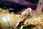Box Turtle, (Terrapene carolina), Emydidae, ARTV01P03_04