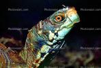 Box Turtle, (Terrapene carolina), Emydidae, ARTV01P03_05