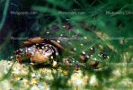 Spotted Turtle, (Clemmys guttata), Emydidae, Emydinae, Freshwater, ARTV01P03_09