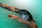 Spotted Turtle, (Clemmys guttata), Emydidae, Emydinae, Freshwater, ARTV01P03_13