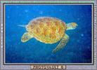 Olive Ridley Sea Turtle, (Lepidochelys olivacea), Cheloniidae, ARTV01P04_02