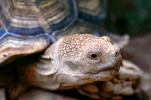 Aldabra Giant Tortoise, (Aldabrachelys gigantea), ARTV01P04_18