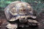 Aldabra Giant Tortoise, (Aldabrachelys gigantea), Testudinidae, Cryptodira, Testudinoidea, ARTV01P04_19