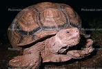 Aldabra Giant Tortoise, (Aldabrachelys gigantea), Testudinidae, Cryptodira, Testudinoidea, ARTV01P05_03.1713