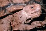 Aldabra Giant Tortoise, (Aldabrachelys gigantea), Testudinidae, Cryptodira, Testudinoidea, ARTV01P05_03B.1713