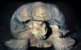 Aldabra Giant Tortoise, (Aldabrachelys gigantea), Testudinidae, Cryptodira, Testudinoidea, ARTV01P05_04
