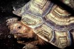 Aldabra Giant Tortoise, (Aldabrachelys gigantea), Testudinidae, Cryptodira, Testudinoidea, ARTV01P05_05