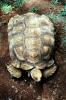 Aldabra Giant Tortoise, (Aldabrachelys gigantea), Testudinidae, Cryptodira, Testudinoidea, ARTV01P05_07