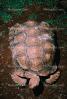Aldabra Giant Tortoise, (Aldabrachelys gigantea), Testudinidae, Cryptodira, Testudinoidea, ARTV01P05_08.1713