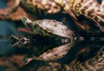 Red Eared Slider, (Trachemys scripta), Emydidae, Turtle, freshwater, ARTV01P05_18