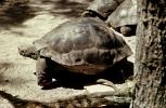 Aldabra Giant Tortoise, (Aldabrachelys gigantea), Testudinidae, Cryptodira, Testudinoidea, ARTV01P06_03