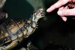 Spotted Turtle, (Clemmys guttata), Emydidae, Emydinae, Freshwater, ARTV01P06_04