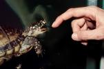 Spotted Turtle, (Clemmys guttata), Emydidae, Emydinae, Freshwater, finger, hand