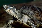 Spotted Turtle, (Clemmys guttata), Emydidae, Emydinae, Freshwater, ARTV01P06_08