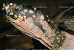 Spotted Turtle, (Clemmys guttata), Emydidae, Emydinae, Freshwater, ARTV01P06_08B.1713